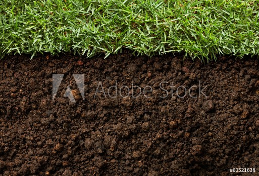 Picture of grass and dirt